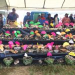 Cultural Activities Tonga - Agricultural Show