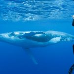 Whale Swimming and tours in Tonga