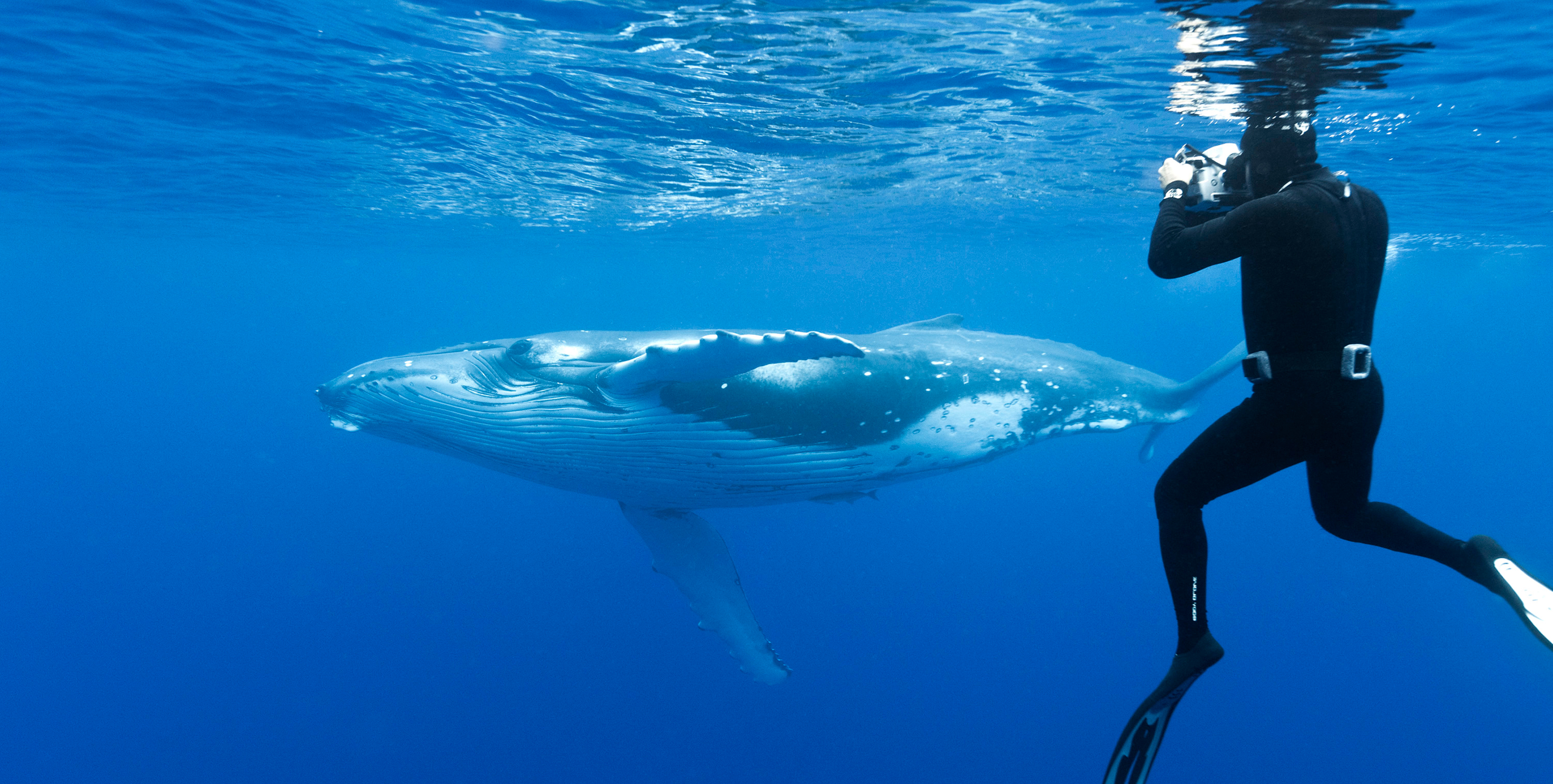 Whale Swimming and tours in Tonga