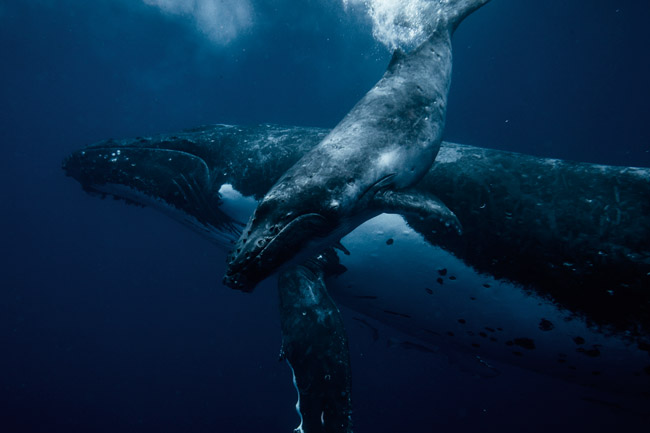 Whale Watching Tonga