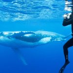 Whale Watching Tonga